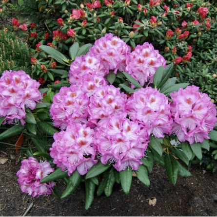 Rododendrs RODODENDRAS HIBRIDINIS 'KAZIMIERZ ODNOWICIEL' / ROYAL VIOLET