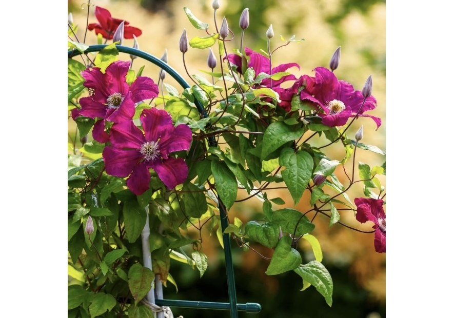 Raganės (Clematis) - įspūdinga vijoklinė gėlė jūsų sodui
